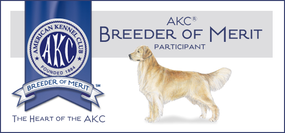 Golden retriever store club of america